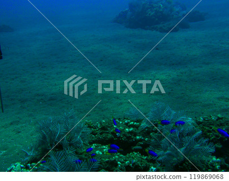 [Indonesia] Coral reefs and tropical fish 119869068