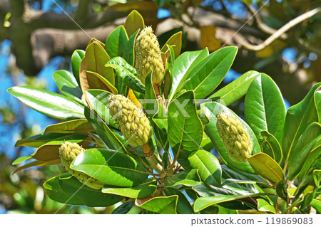 Magnolia grandiflora fruit (autumn, October) 119869083