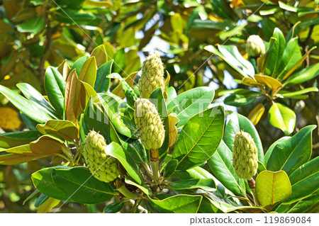 Magnolia grandiflora fruit (autumn, October) 119869084