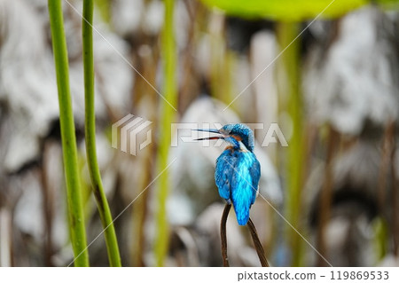 荷塘裡的翠鳥 荷塘裡的翠鳥 119869533