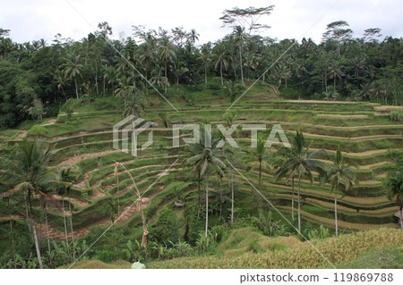 Bali old rice fields Bali old rice fields 119869788