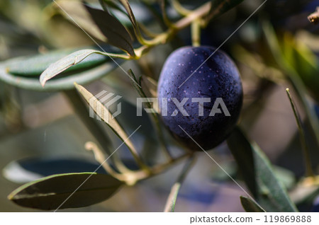 A single ripe olive hanging on a branch against a blurred background in a sunlit grove during the harvest season 119869888