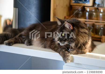 A tranquil Maine Coon cat lounging gracefully on a countertop under soft afternoon light in a cozy home setting A tranquil Maine Coon cat lounging gracefully on a countertop under soft afternoon light in a cozy home setting 119869890