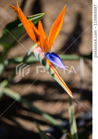 A stunning bird of paradise flower stands tall against a blurred background in a sunlit garden 119869897