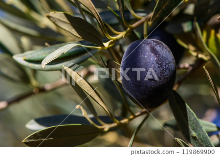 Harvesting ripe black olives under the warm Mediterranean sun in a lush grove filled with vibrant foliage Harvesting ripe black olives under the warm Mediterranean sun in a lush grove filled with vibrant foliage 119869900
