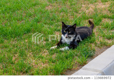 black and white cat in the grass black and white cat in the grass 119869972
