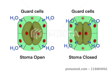 Guard cells, Stoma closing and Stoma opening, microscopic photo of stomata on the leaf, Transpiration is the loss of water vapor through leaf stomata, cooling the plant and aiding nutrient flow 119869992