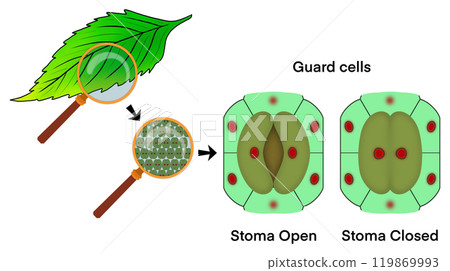 Leaf cells microscope magnification, Guard cells, Stoma closing and Stoma opening, microscopic photo of stomata on the leaf, Transpiration is the loss of water vapor through leaf stomata 119869993