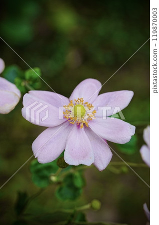 Wildflowers blooming in the park 119870003