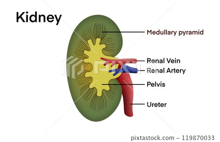 anatomically stylized illustration of human kidney, emphasizing the organ is structure and vasculature with vibrant colors, Human kidney anatomy, health care, biology for education, doctor anatomically stylized illustration of human kidney, emphasizing the organ is structure and vasculature with vibrant colors, Human kidney anatomy, health care, biology for education, doctor 119870033