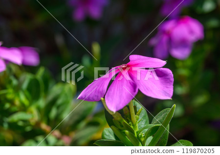 Catharanthus pink flower in the garden 119870205
