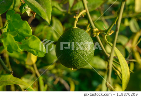 Green oranges hanging on a tree branch in a tropical garden Green oranges hanging on a tree branch in a tropical garden 119870209