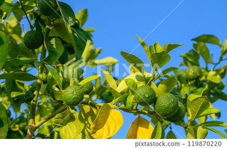 green oranges on tree branches in autumn in Cyprus green oranges on tree branches in autumn in Cyprus 119870220
