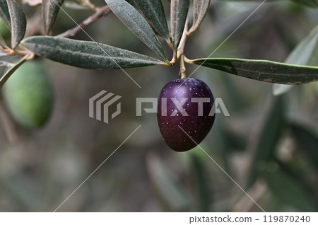 Black olives dangle from their branches, Black olives dangle from their branches, 119870240