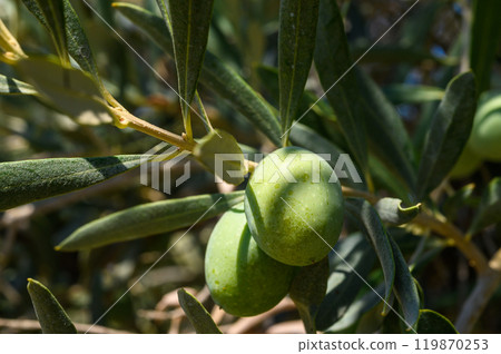 Detail of olive tree branch 119870253