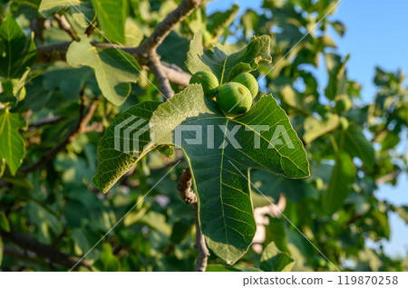 Green figs on a tree in nature 119870258