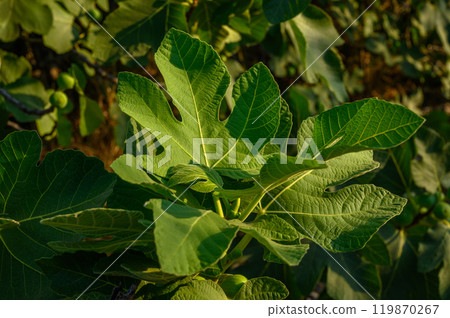 fig leaves and small figs on a fig tree, fig leaves and small figs on a fig tree, 119870267