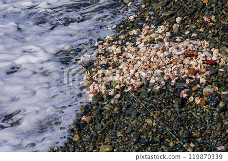 A collection of sea shells arranged on a sandy beach A collection of sea shells arranged on a sandy beach 119870339