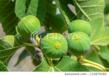 Lush green fig leaves and unripe figs illuminated by the soft, golden morning light 119870360