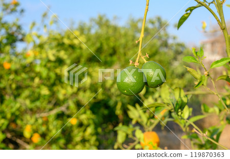 Fresh green oranges on tree Fresh green oranges on tree 119870363