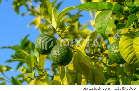 A cluster of fresh green oranges hanging from a branch, covered in water droplets A cluster of fresh green oranges hanging from a branch, covered in water droplets 119870369