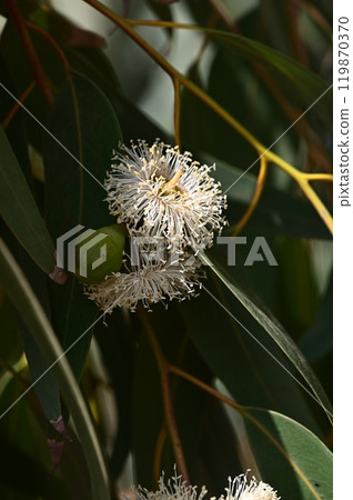 Close up of vibrant eucalyptus gum blossom against a green background 119870370