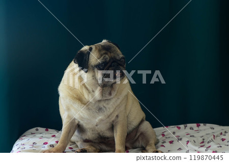 Pug dog collection (portrait, sitting, standing), animal 119870445