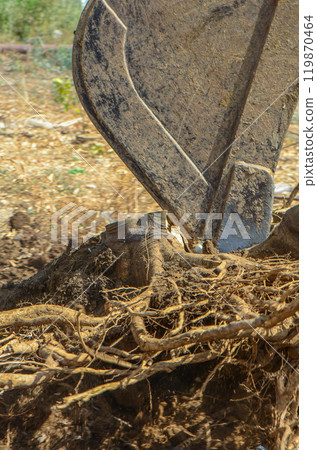Gazeveren Cyprus 03.07.2024 - excavator uproots the roots of orange trees Gazeveren Cyprus 03.07.2024 - excavator uproots the roots of orange trees 119870464