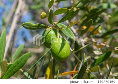 Fresh green olives on the olive tree 119870469