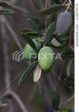 A close up of an olive branch with both ripe and green olives A close up of an olive branch with both ripe and green olives 119870474
