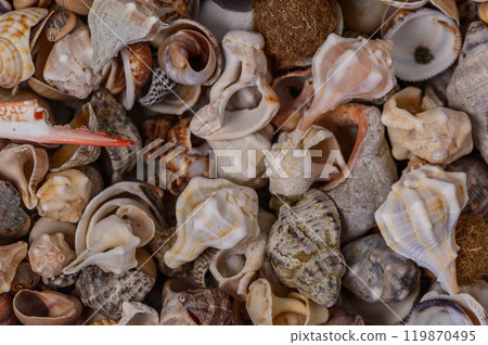 a variety of Mediterranean shells scattered on the table 1 119870495