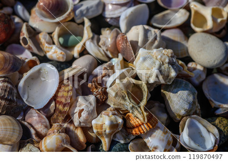 Lots of seashells at the water's edge, selective focus 119870497