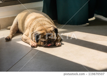 Indoor Scene of Sleeping Pug with Beige Fur Adorable sleeping pug, beige fur, black ears, indoor scene. Indoor Scene of Sleeping Pug with Beige Fur Adorable sleeping pug, beige fur, black ears, indoor scene. 119870507