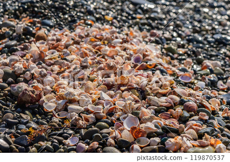 Beautiful colorful seashells on the beach Beautiful colorful seashells on the beach 119870537