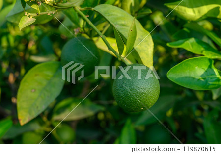 green oranges on tree 119870615