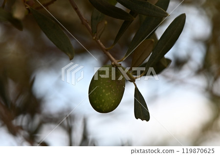 A branch of olive trees with leaves and olives hanging from it. 119870625