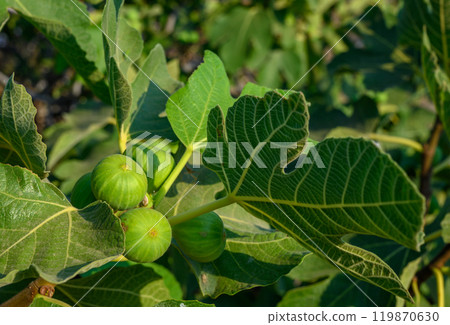 figs on tree in garden figs on tree in garden 119870630