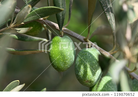 Green olives growing on olive branch in olive tree 119870652