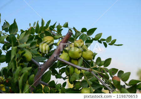 Close-up of tree branches with fruits Zizyphus. Close-up of tree branches with fruits Zizyphus. 119870653