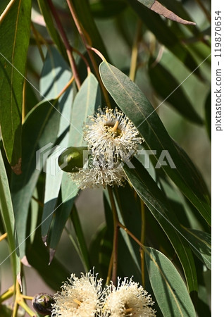 A Gum blossom drooping from its branch A Gum blossom drooping from its branch 119870654