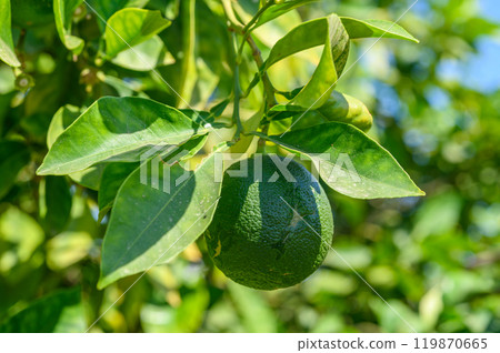 close up ripe oranges fruit hanging on tree in orange plantation garden close up ripe oranges fruit hanging on tree in orange plantation garden 119870665