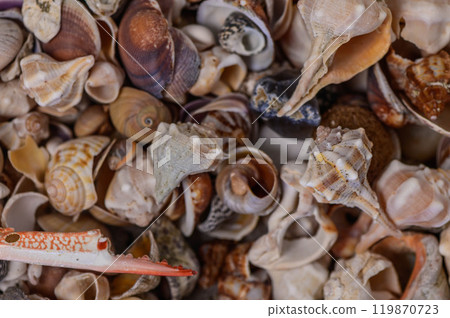 a variety of Mediterranean shells collected on the beach 1 119870723