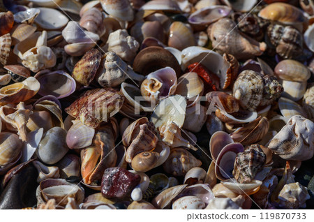 Sand and shells texture background. Wavy pattern on the sand, top view. Sand and shells texture background. Wavy pattern on the sand, top view. 119870733