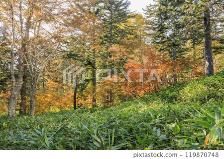 Autumn in Oze: Autumn foliage in the grass and forest, Numayama Pass to Lake Oze Autumn in Oze: Autumn foliage in the grass and forest, Numayama Pass to Lake Oze 119870748