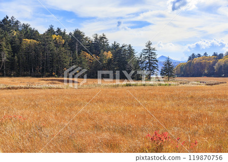 Autumn in Oze: Autumn foliage in the grass and forest, Numayama Pass to Lake Oze Autumn in Oze: Autumn foliage in the grass and forest, Numayama Pass to Lake Oze 119870756