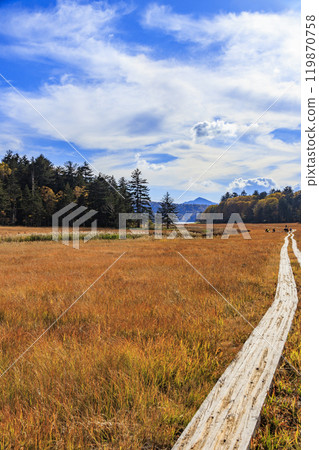 秋天的尾瀨，草地上的秋葉和森林裡的秋葉，沼山峠 - 大瀨沼 119870758