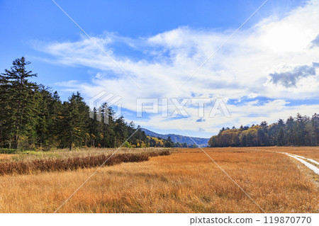 Autumn in Oze: Autumn foliage in the grass and forest, Numayama Pass to Lake Oze 119870770