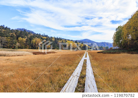 秋天的尾瀨，草地上的秋葉和森林裡的秋葉，沼山峠 - 大瀨沼 119870782