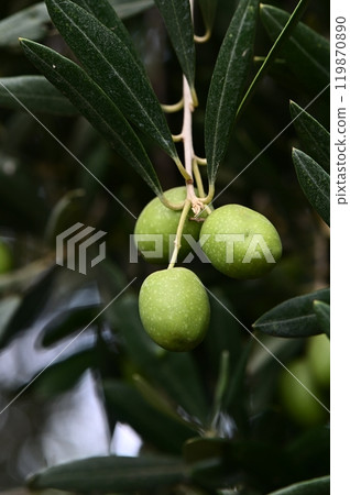 Olives on the tree, branches with fruits Olives on the tree, branches with fruits 119870890