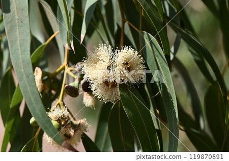 Close up of vibrant eucalyptus blossom against a green background Close up of vibrant eucalyptus blossom against a green background 119870891